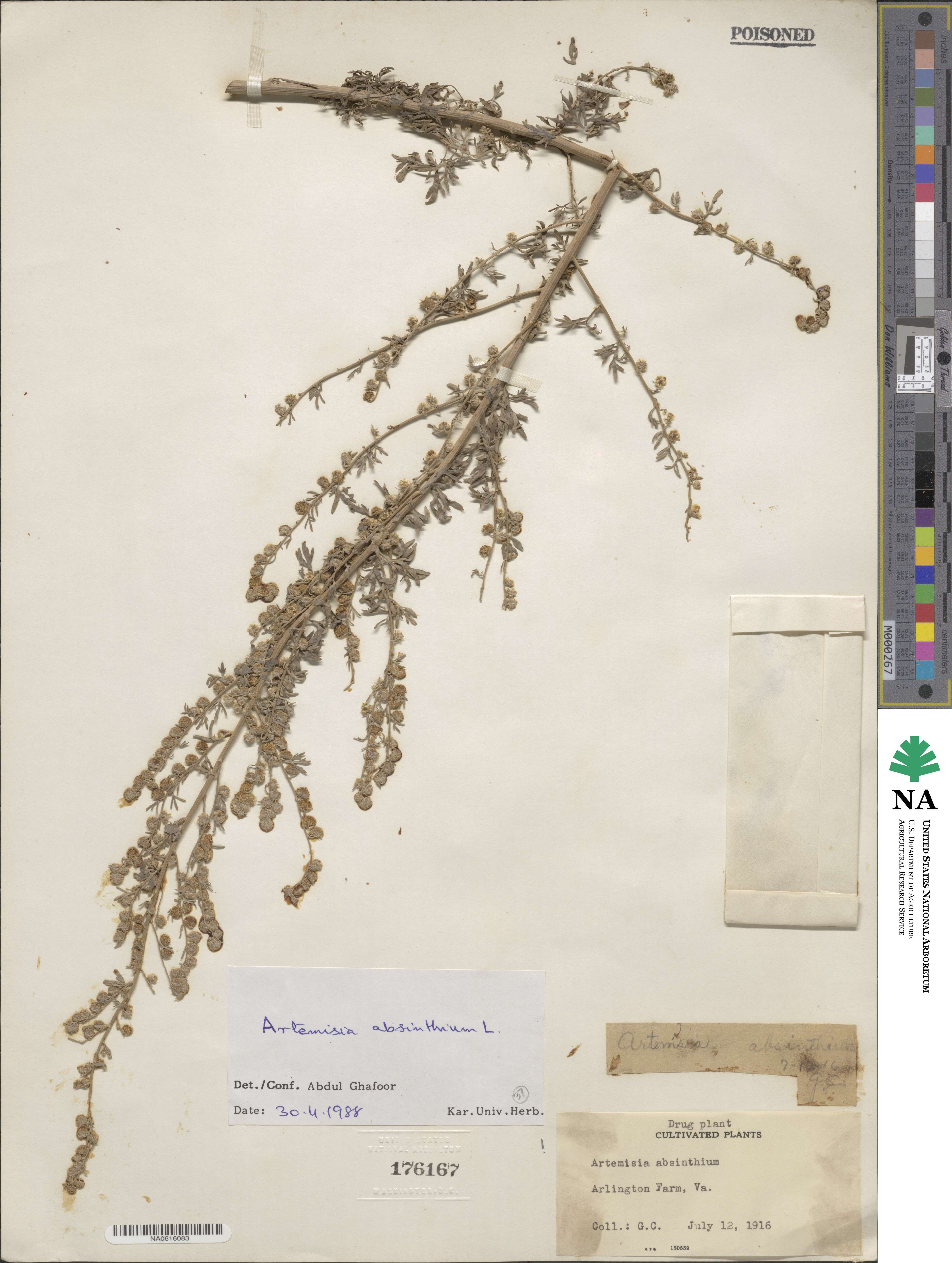 Artemisia absinthium image