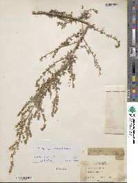 Artemisia absinthium image