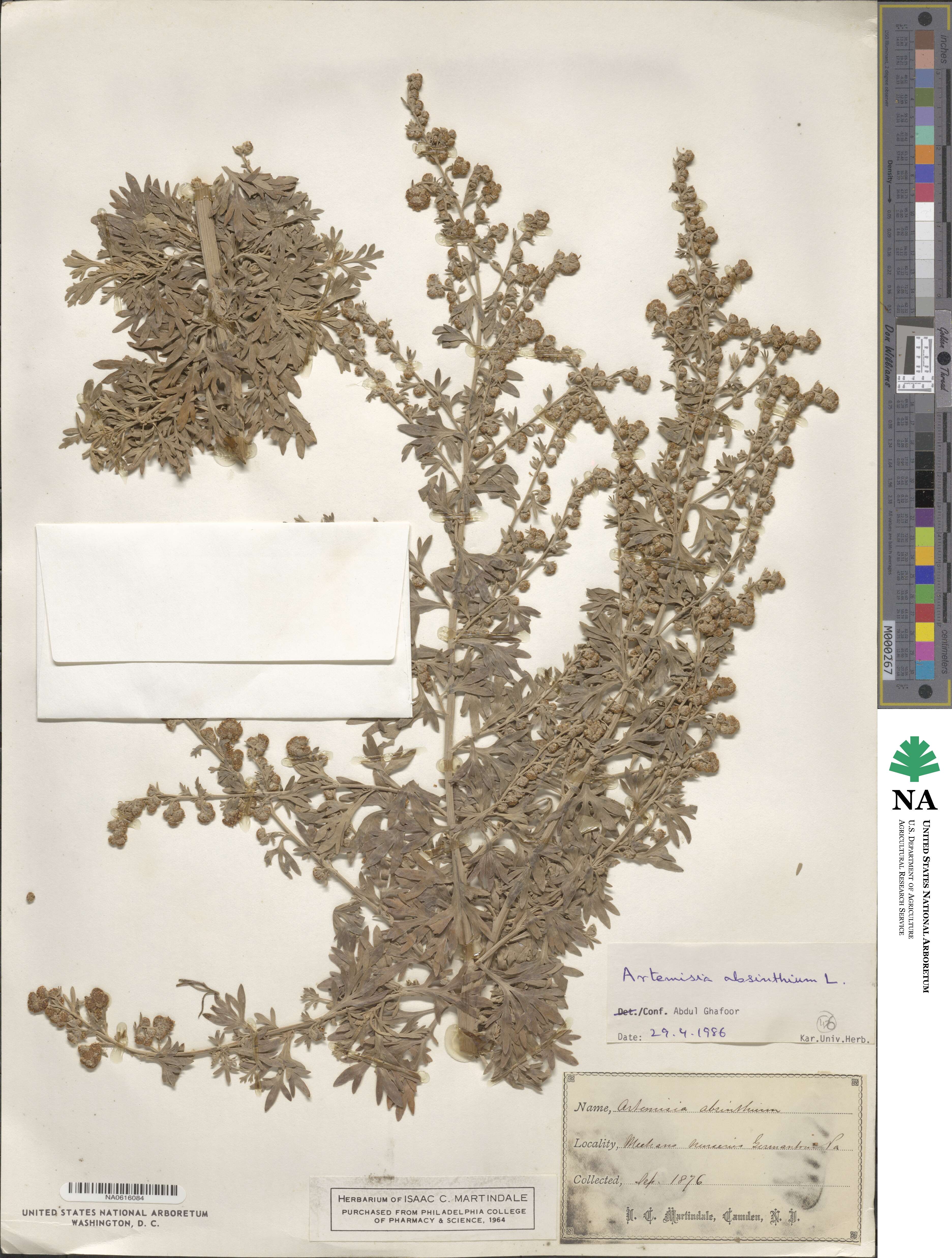 Artemisia absinthium image