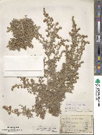 Artemisia absinthium image