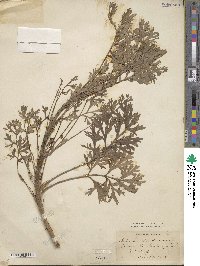 Artemisia absinthium image