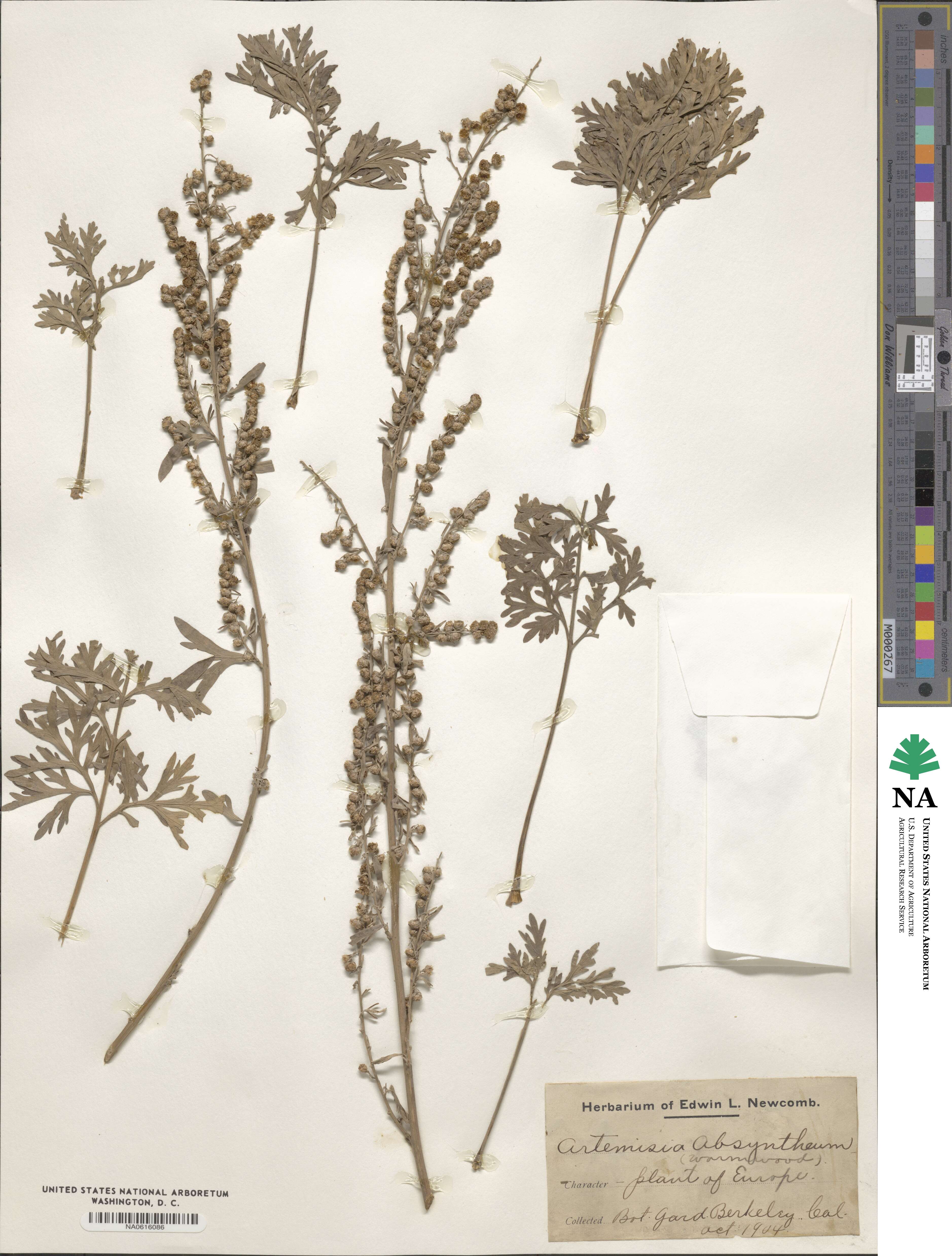 Artemisia absinthium image