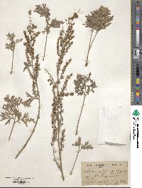 Artemisia absinthium image