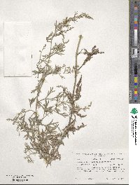 Artemisia absinthium image