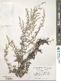 Artemisia absinthium image