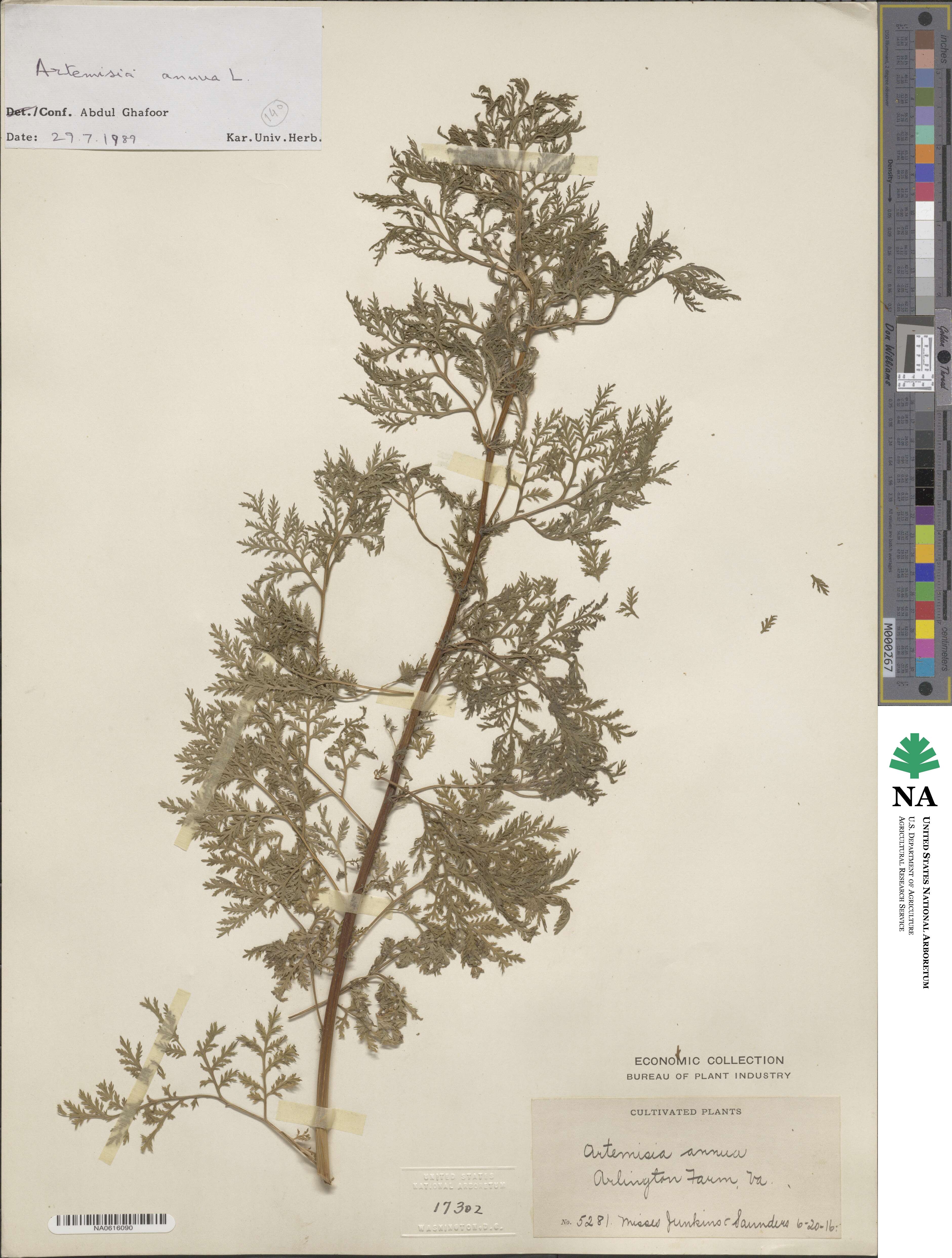 Artemisia annua image
