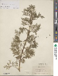 Artemisia annua image