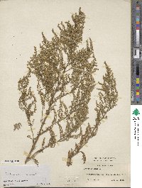 Artemisia annua image