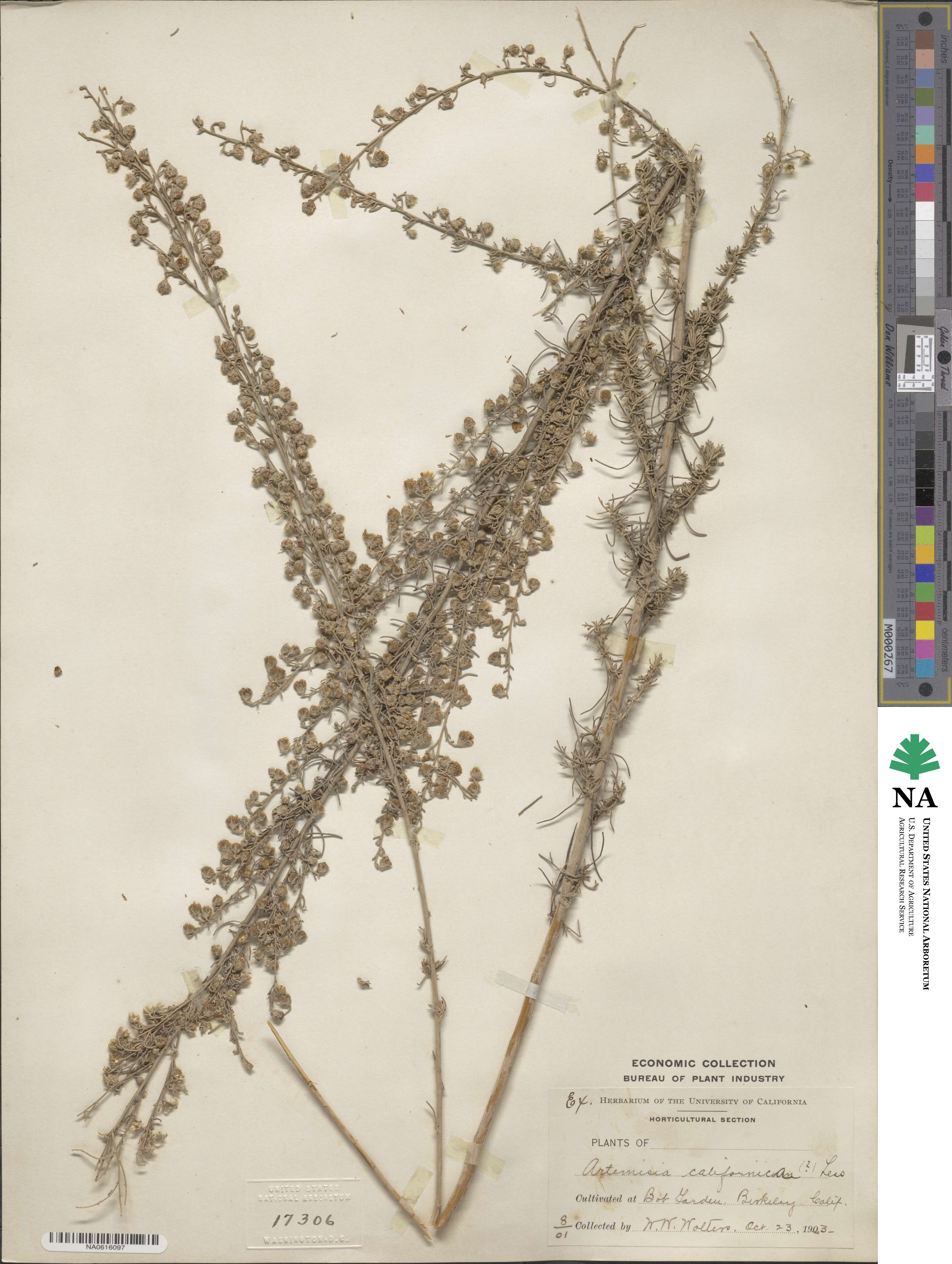 Artemisia californica image