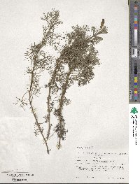 Artemisia alba subsp. alba image