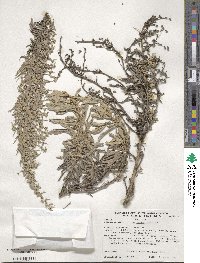 Artemisia cana image