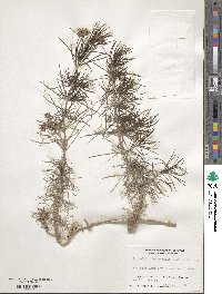 Artemisia thuscula image