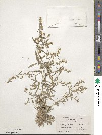 Artemisia thuscula image