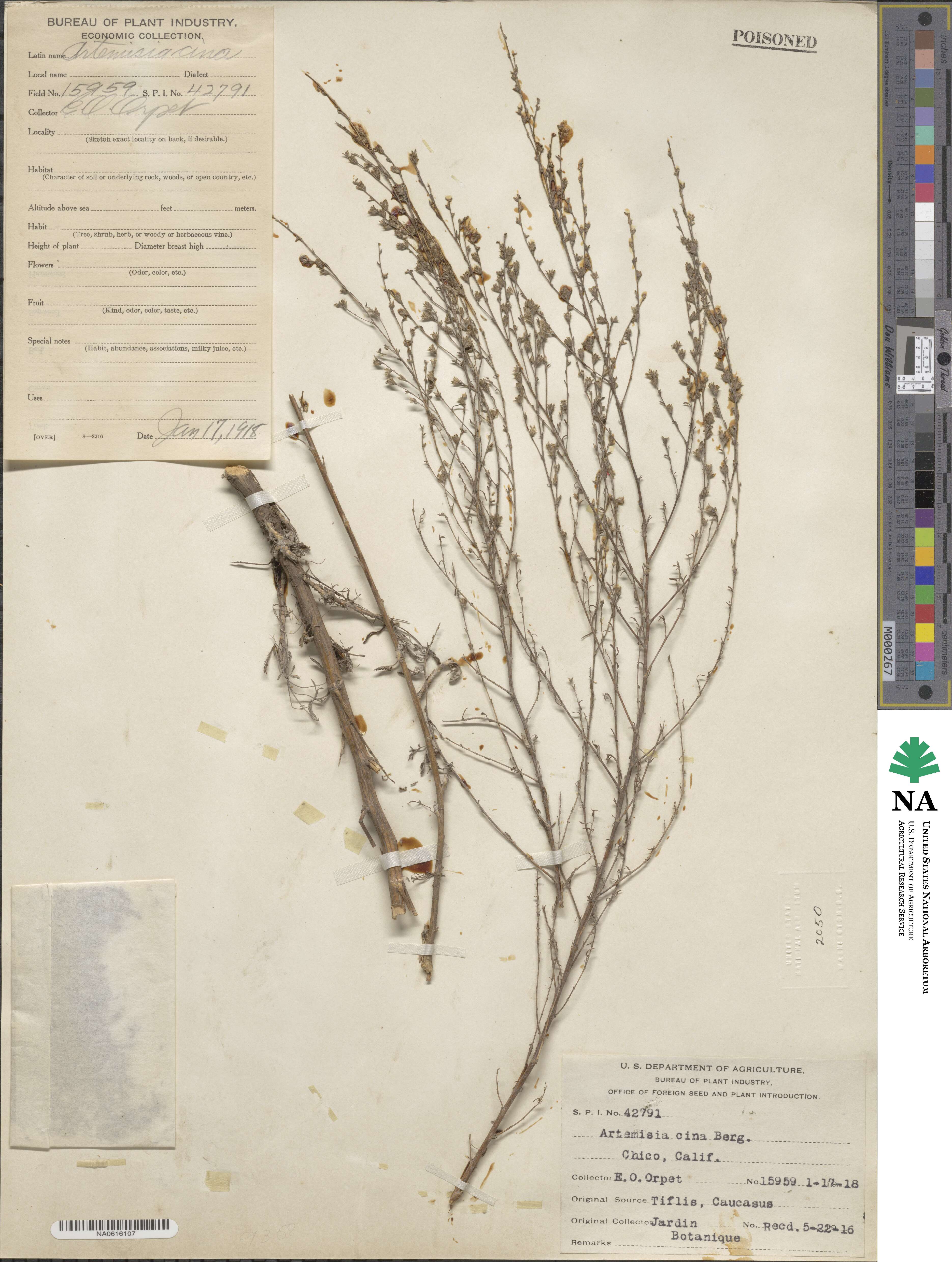 Artemisia cina image