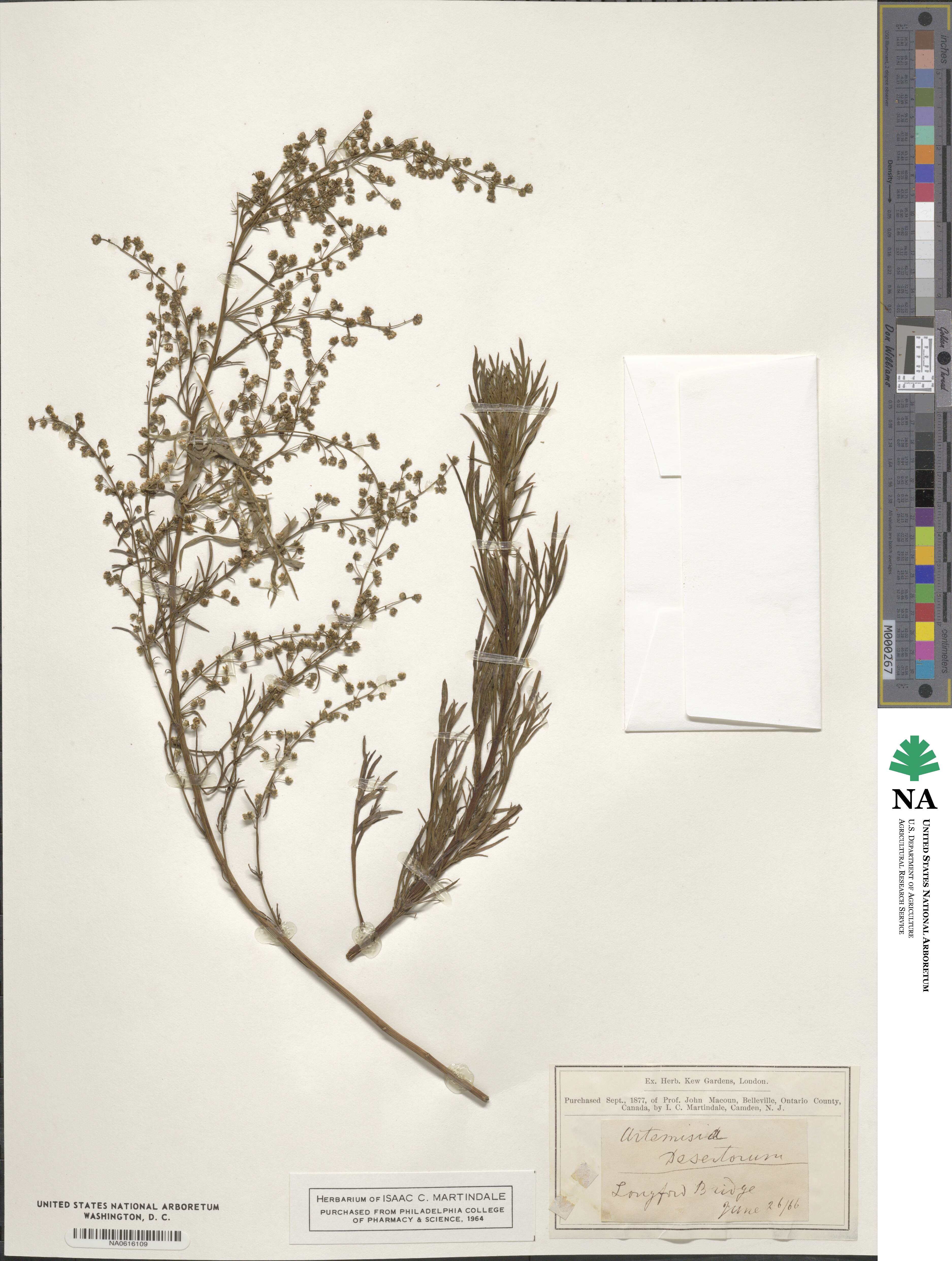 Artemisia desertorum image