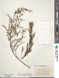 Artemisia desertorum image