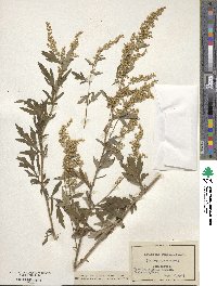 Artemisia dracunculus image