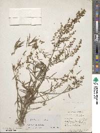 Artemisia dracunculus image