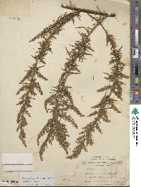 Artemisia dracunculus image