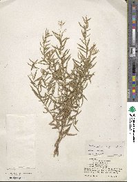 Artemisia dracunculus image