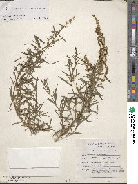 Artemisia dracunculus image