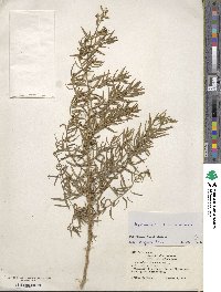 Artemisia dracunculus image