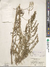 Artemisia dracunculus image