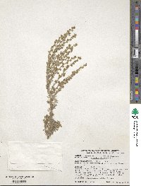 Artemisia frigida image