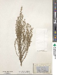 Artemisia frigida image