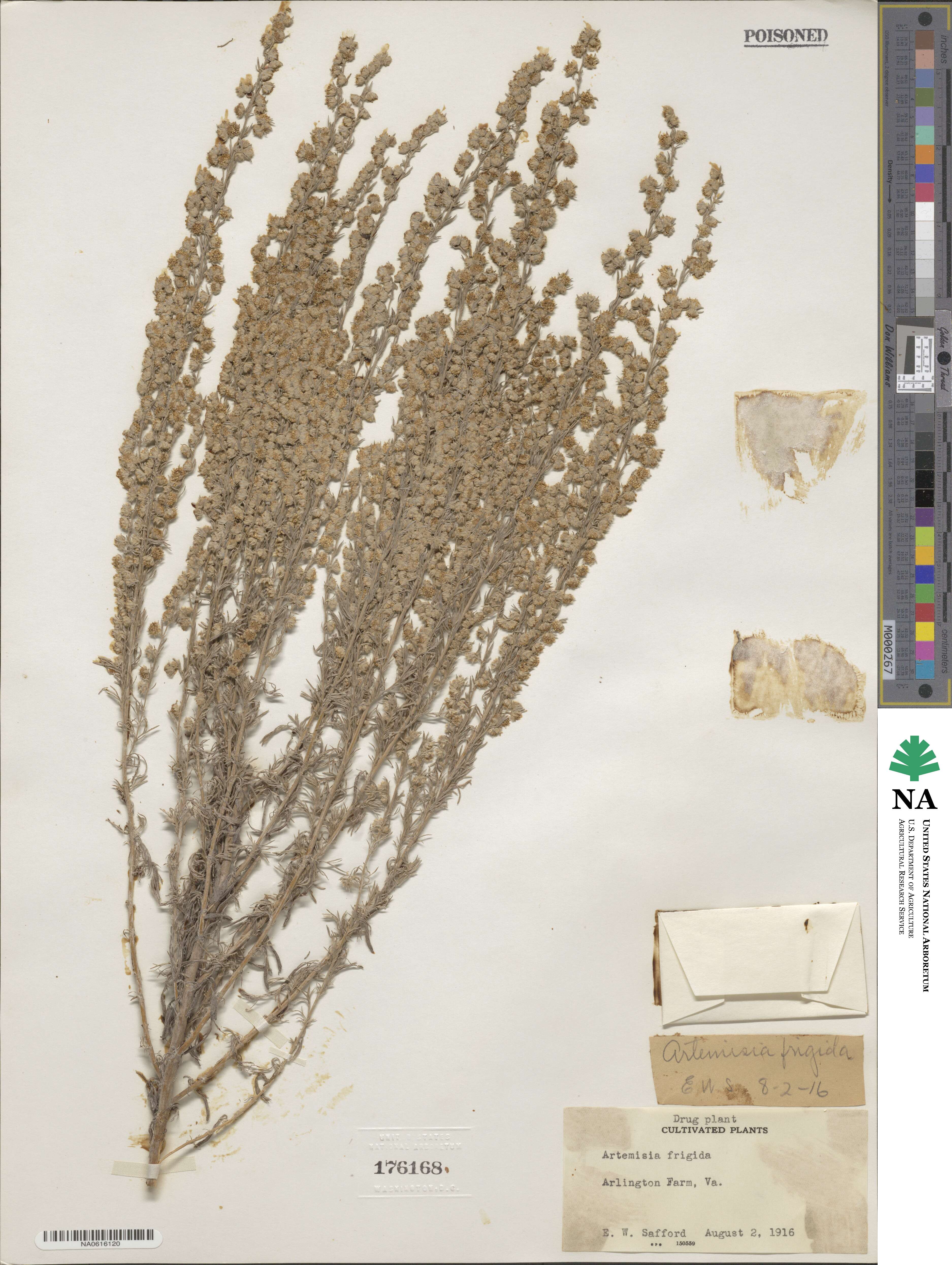 Artemisia frigida image