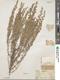 Artemisia frigida image