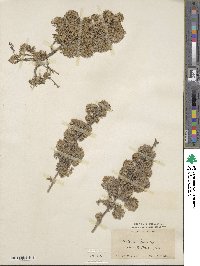 Artemisia frigida image