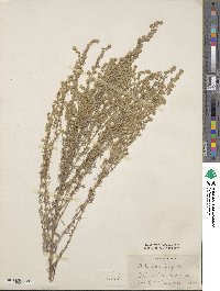 Artemisia frigida image