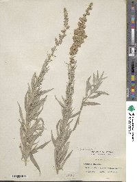 Artemisia ludoviciana subsp. ludoviciana image