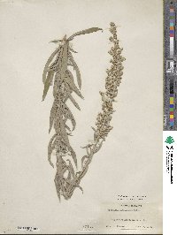 Artemisia ludoviciana image