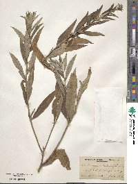 Artemisia heterophylla image