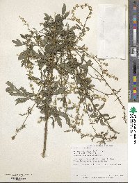 Artemisia lactiflora image