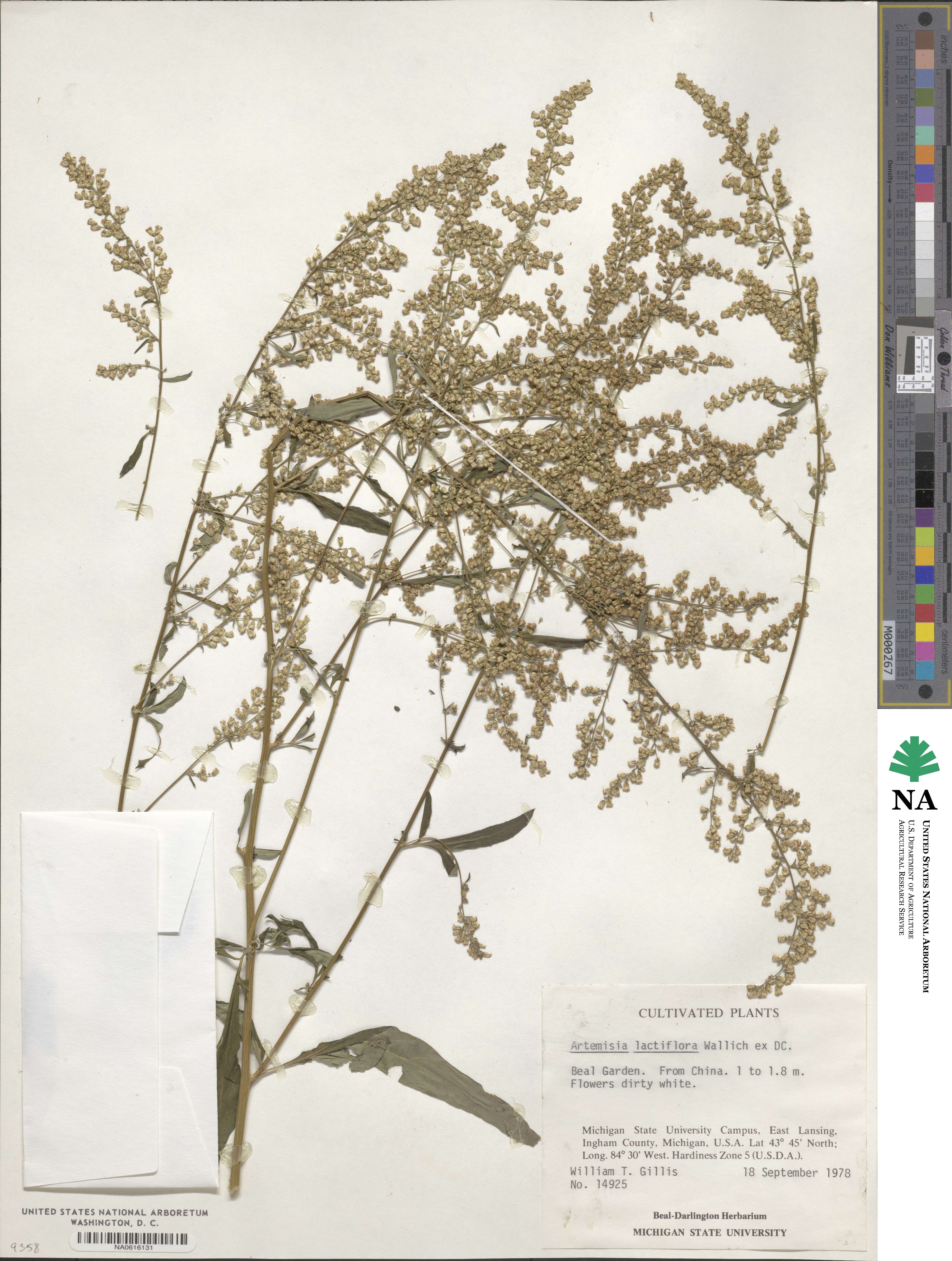 Artemisia lactiflora image