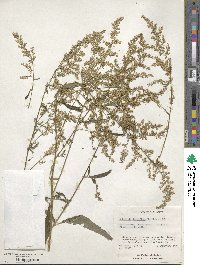 Artemisia lactiflora image