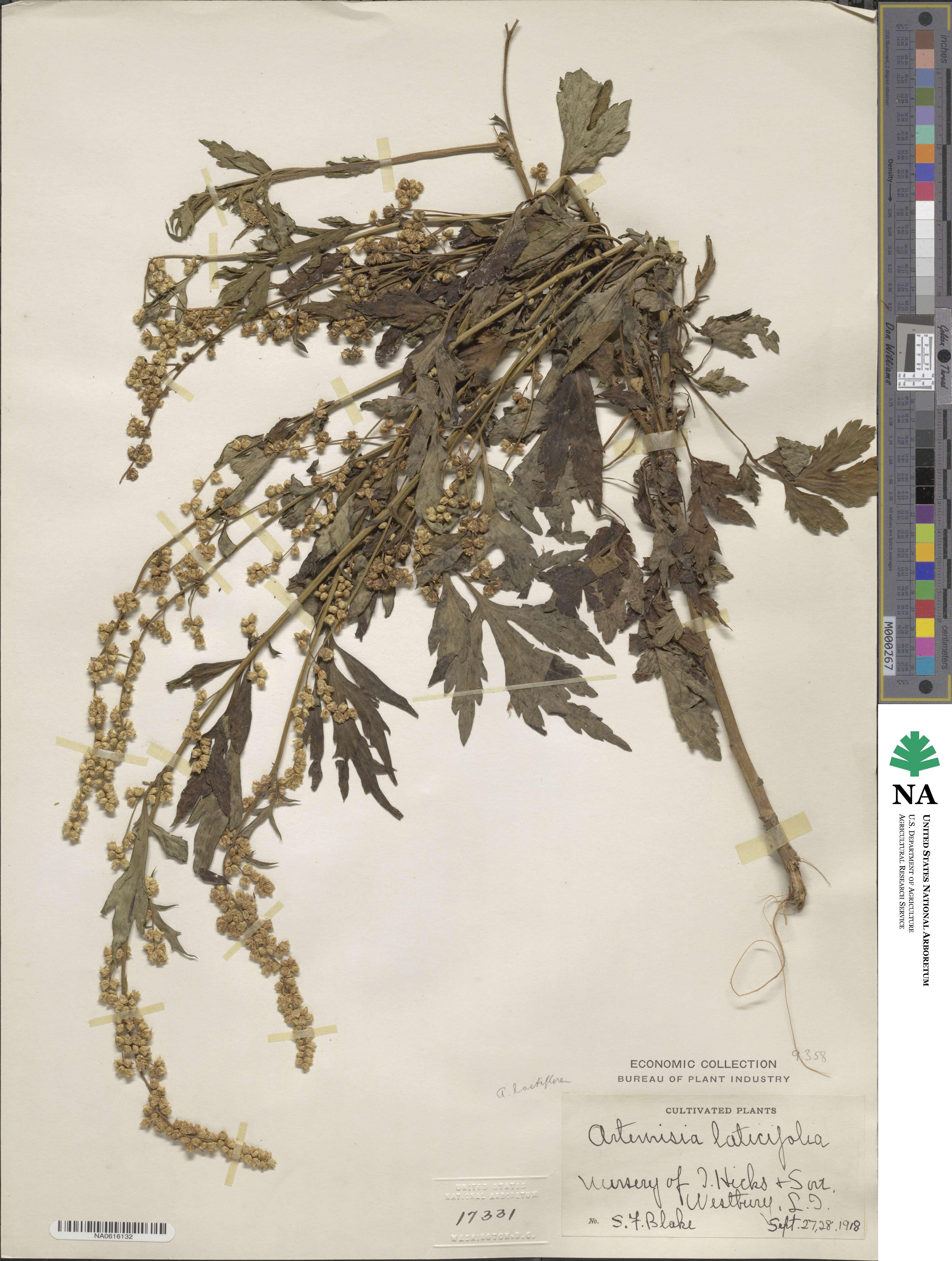 Artemisia lactiflora image