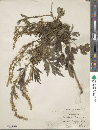 Artemisia lactiflora image