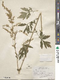 Artemisia lactiflora image