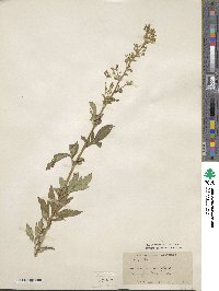 Artemisia lactiflora image