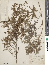 Artemisia gmelinii image