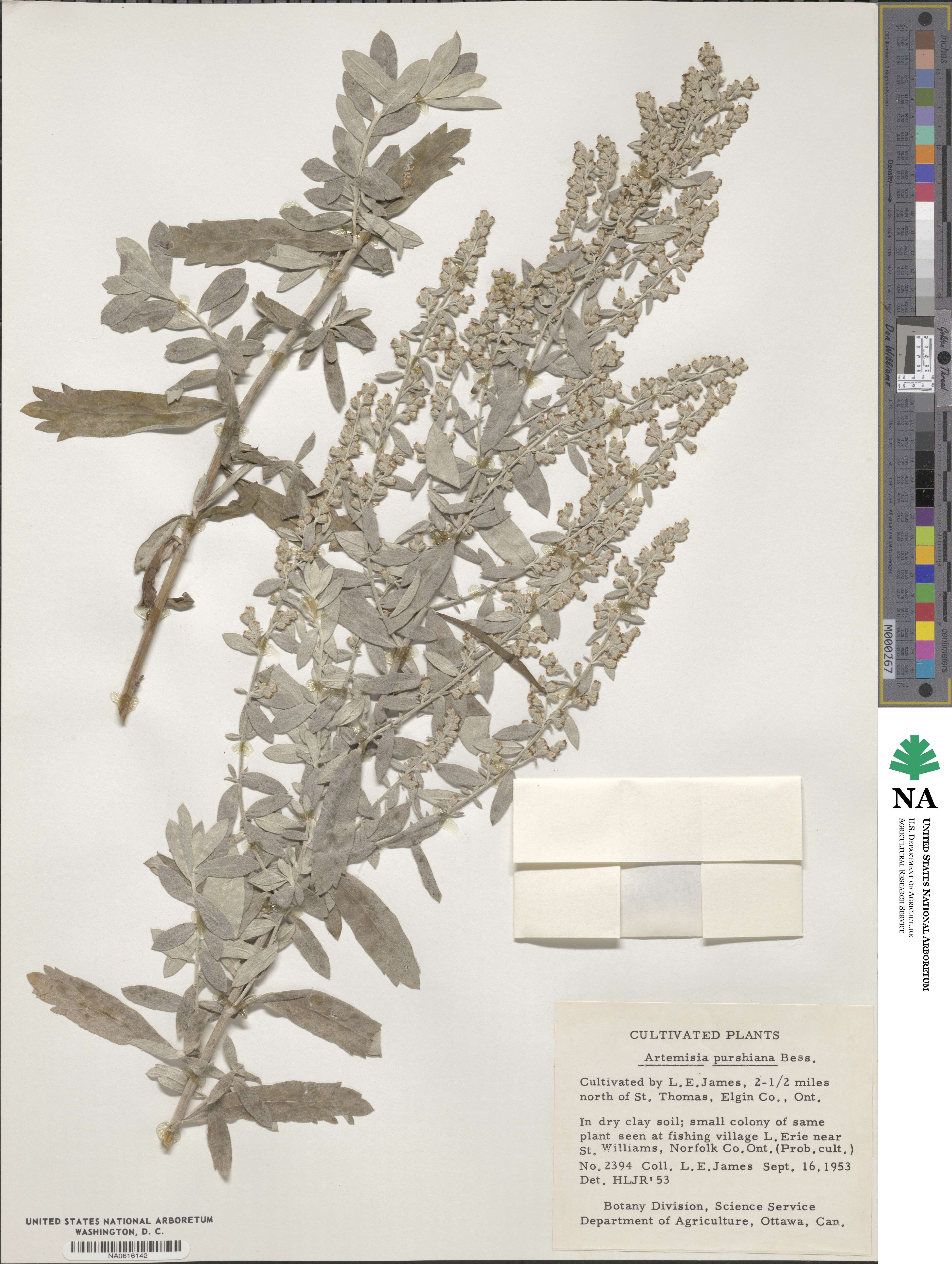 Artemisia borealis subsp. borealis image