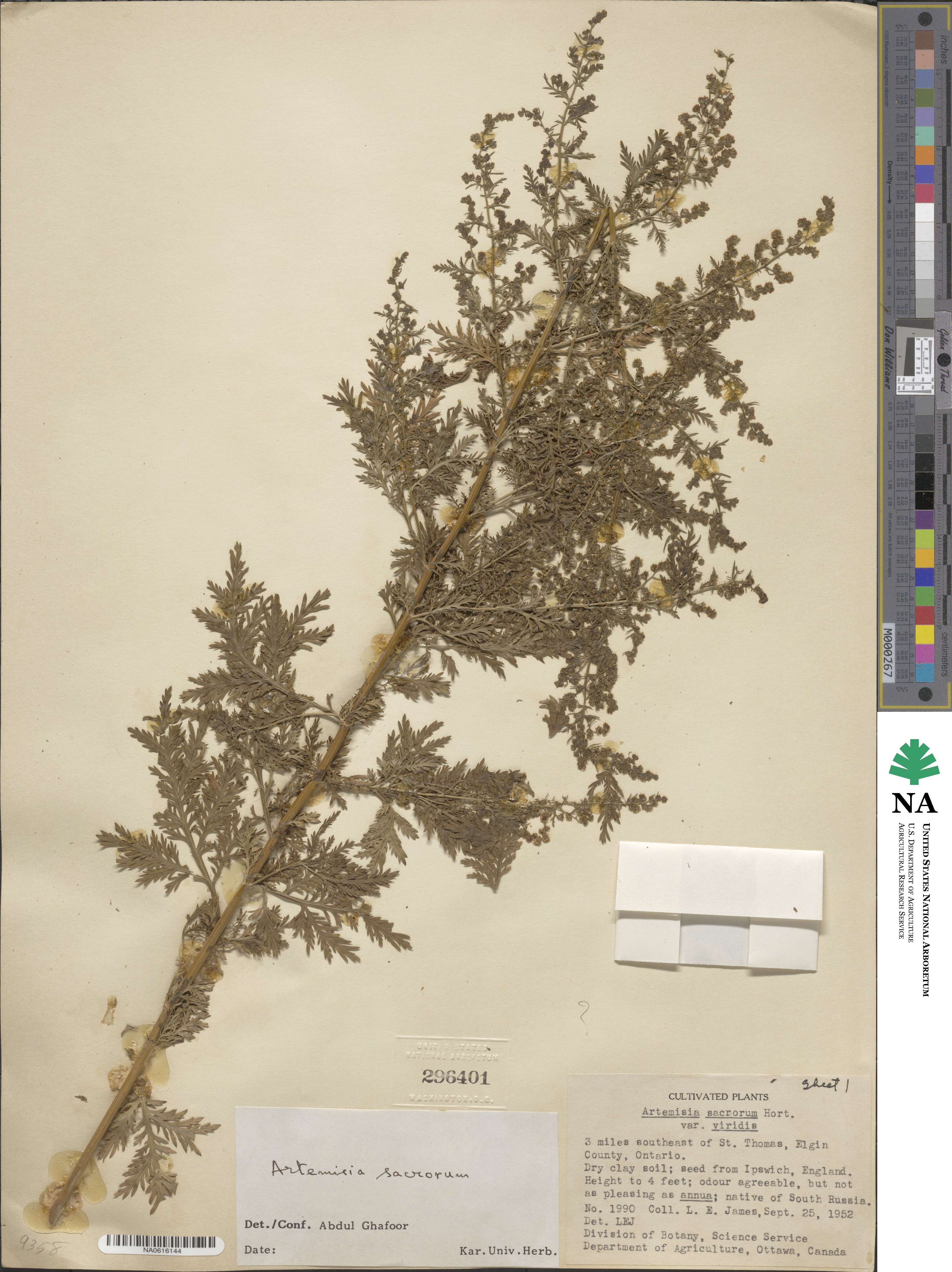 Artemisia gmelinii image