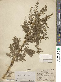 Artemisia gmelinii image