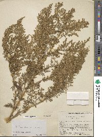 Artemisia gmelinii image