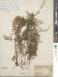 Artemisia stechmanniana image