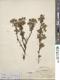 Artemisia stechmanniana image